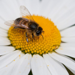 Pollen Binge