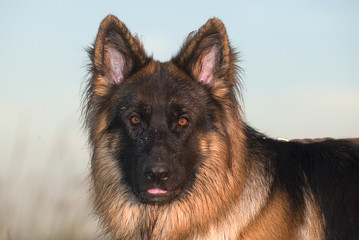 Deutscher Schäferhund 85