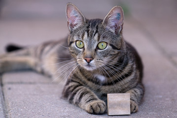 Katze 5