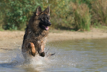 Deutscher Schäferhund 50