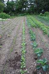 Fototapeta na wymiar Jardin terre salade carotte pomme de terre
