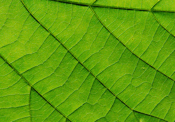 Naklejka na ściany i meble texture of a green leaf