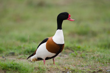 Brandgans, Common shelduck, Tadorna tadorna