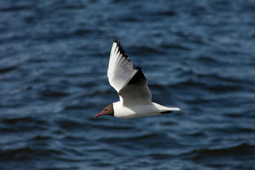 white sea gull flying in the blue sunny sky