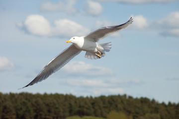 white sea gull flying in the blue sunny sky