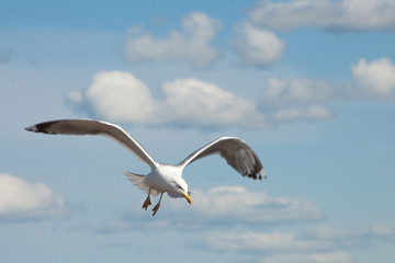 white sea gull flying in the blue sunny sky