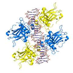 DNA-bound p53 tumour supressor protein