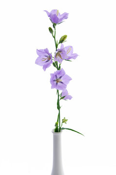 Campanula persicifolia, bell flower in white vase