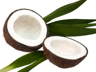 cocco aperto con foglie