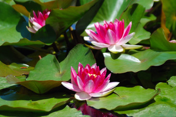 NENÚFARES AISLADOS EN UN ESTANQUE DE UN JARDÍN