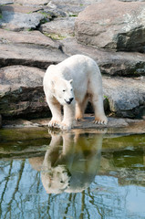 Polar white bear at the Berlin Zoological Garden