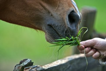 Horse Eating