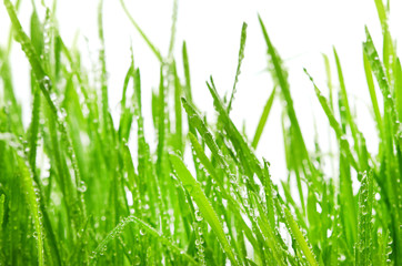fresh green grass with drops of water, close-up