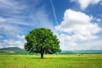 Fototapeta na wymiar Big tree on green meadow