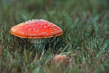 Red Mushroom