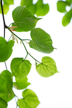 Fresh green linden leaves