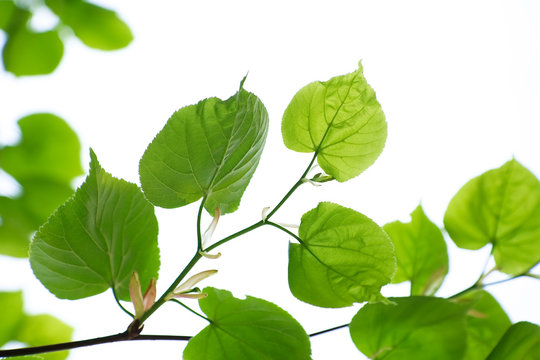 Green leaves of linden