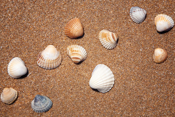 Fototapeta na wymiar Sea shell on sand