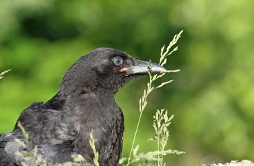corbeau