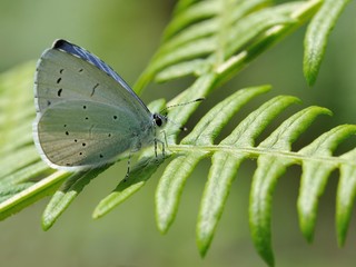 papillon bleu sur une fougère