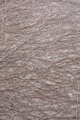 ivy wall background