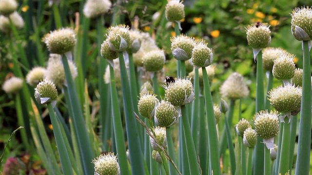 Winterheckenzwiebel im Biogarten