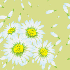 Vector illustration of chamomiles. (Seamless flowers pattern)