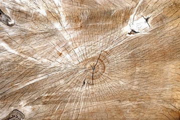der Baum erzählt
