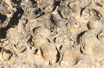 fósiles de conchas
