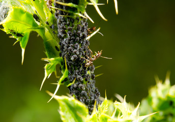 Distel voller schwarzer Blattläuse, Ameisen