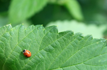 Ladybug on green leaf