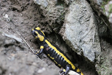 Feuersalamander im Nationalpark Kellerwald