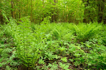 Fototapeta premium Fern in the woods