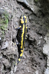 Feuersalamander im Nationalpark Kellerwald