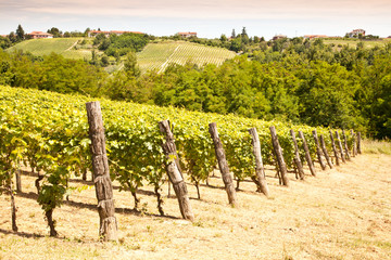 Fototapeta na wymiar Włochy - region Piemont. Vineyard Barbera