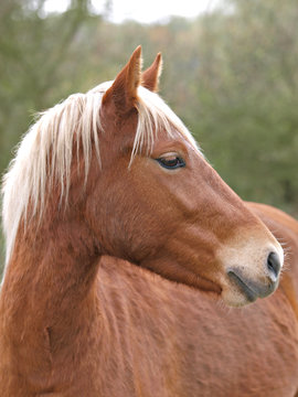 New Forest Pony Head Shot