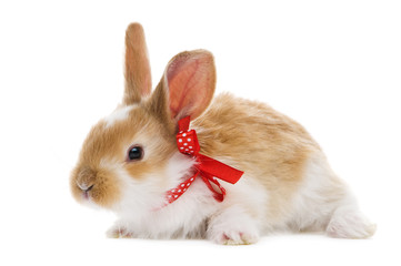 one young baby rabbit isolated