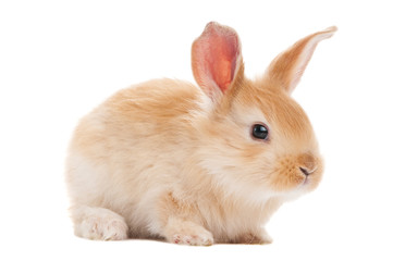 one young baby rabbit isolated