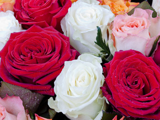 several many-colored roses