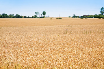 yellow wheat field