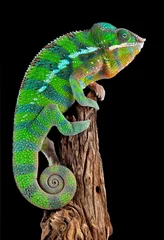 Tuinposter Chameleon on drift wood © Cathy Keifer