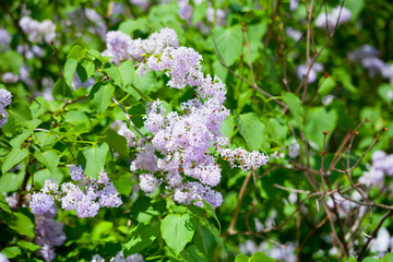 Fototapeta premium branch of lilac blossom