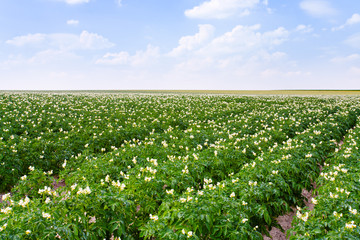 Fototapeta na wymiar flowers of potato plant