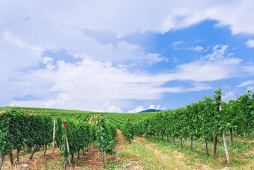Fototapeta na wymiar vineyard in Alsace