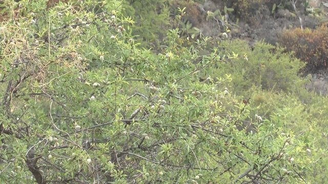 Mandelbaum ,Prunus dulcis