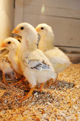 Chicks