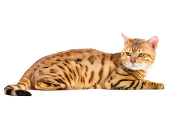 Cats Bengal breed