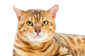 Cats  Bengal breed head.