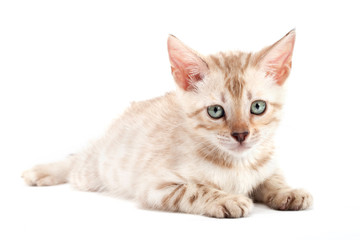 Kitten Bengal breed cat on light gray background
