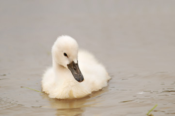 ハクチョウのヒナ